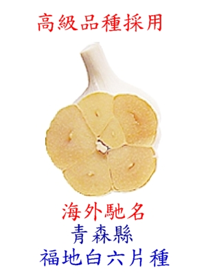 Aomori Garlic