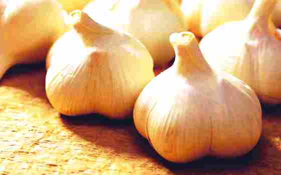 Garlic