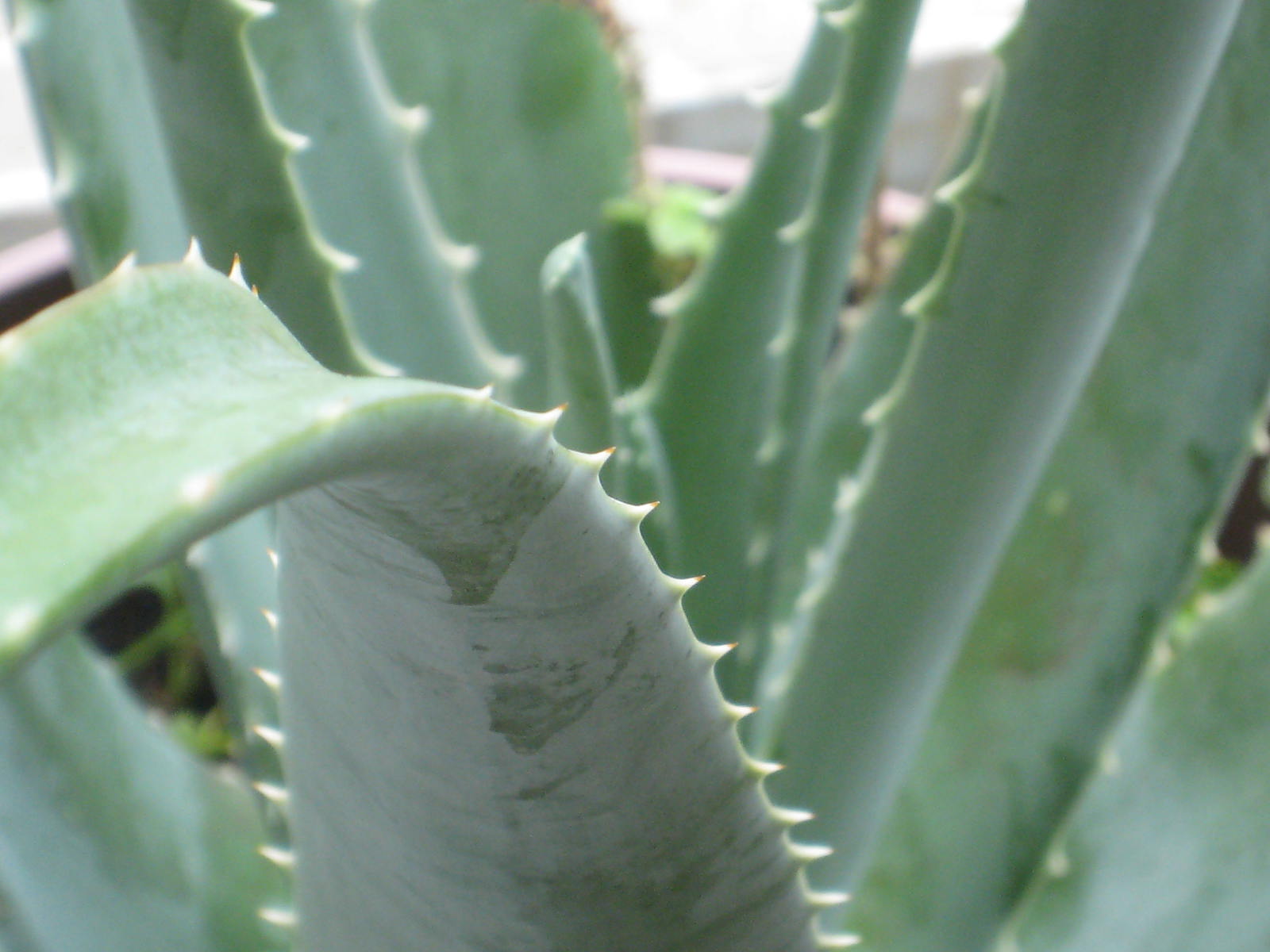 Aloe