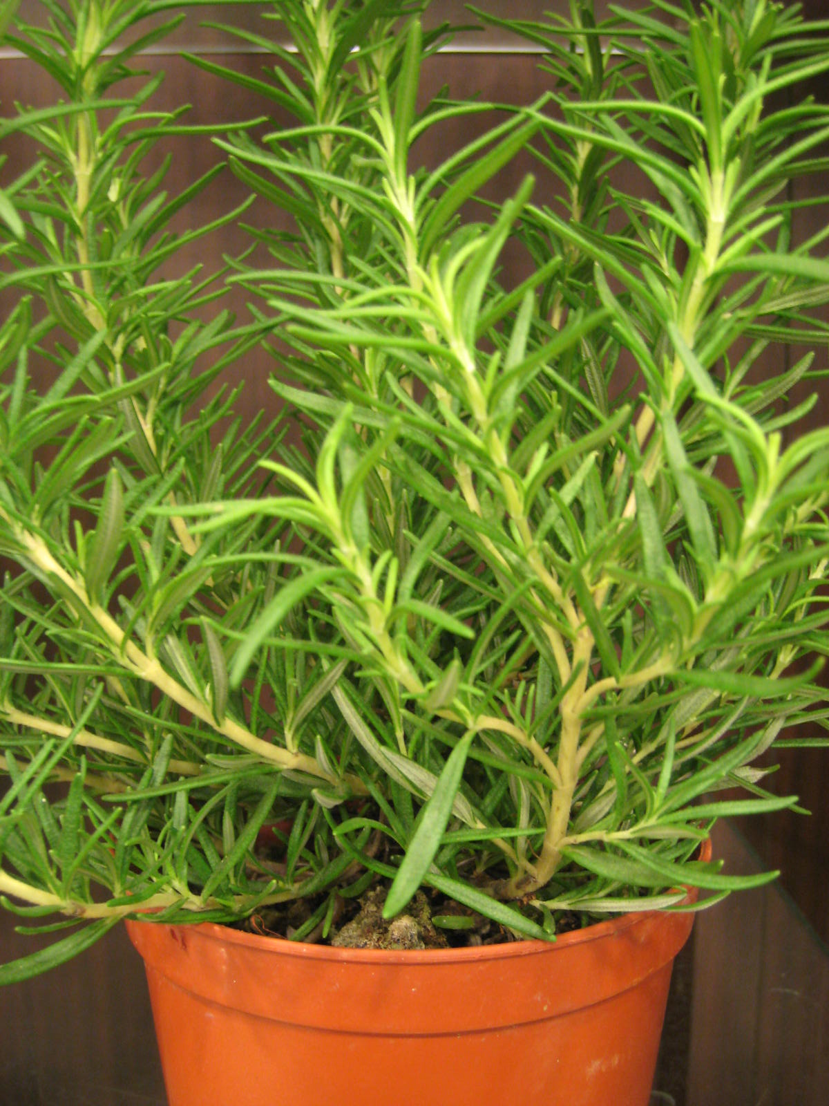 Rosemary