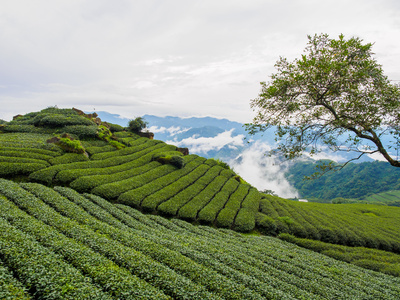 Black Soybean Oolong Tea 黑豆烏龍茶